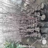 خرید عرضه نهال گیلاس خوشه ای در گروه خرید و فروش نهال میوه در یکمیوه