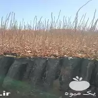 قیمت خرید نهال پسته گلدانی در تهران در گروه خرید و فروش نهال پسته در یکمیوه