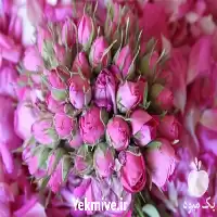 خرید پخش عمده غنچه گل محمدی در اصفهان در گروه خرید و فروش گیاهان دارویی در یکمیوه