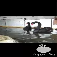 انواع قرقاول و طاووس و اردک در گروه مرغ و خروس و بوقلمون و اردک قو قاز در یکمیوه