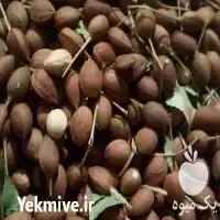 قیمت خرید مهلب وحشی در گروه خرید و فروش فندق در یکمیوه