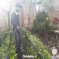 هرس کردن درختان در گروه هرس کاری در یکمیوه