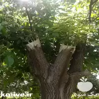 ارائه خدمات پیوند سرشاخه کاری درخت در همدان در گروه خدمات پیوند درخت در یکمیوه