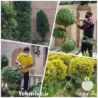 طراحی و اجرای فضای سبز در تهران در گروه سازنده در یکمیوه