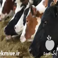 قیمت خرید مکمل پروبیوتیک دام در کرمانشاه در گروه دارو و داروخانه در یکمیوه