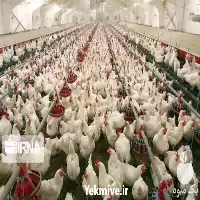 قیمت خرید تولید پخش جامع عرق اکالیپتوس در اصفهان در گروه خرید و فروش انواع عرقیجات در یکمیوه