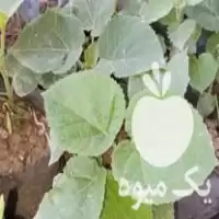 نهال پالونیا و  در کلات در گروه خرید و فروش نهال پالونیا در یکمیوه