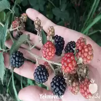 خرید انواع نهال سیب هلو شلیل در گروه خرید و فروش نهال میوه در یکمیوه