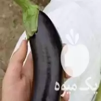 قیمت خرید بادمجان و خیار محلی در آمل در گروه خرید و فروش بادمجان در یکمیوه
