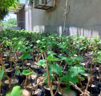 نهال انگور گلدانی ارقام وارداتی موسوم به کالیفرنیای در سنندج در گروه خرید و فروش نهال انگور در یکمیوه