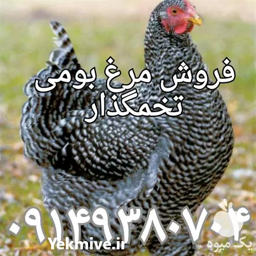 فروش مرغ تخم گذار جهادی در ارومیه در گروه مرغ و خروس و بوقلمون و اردک قو قاز در یکمیوه -عکس1