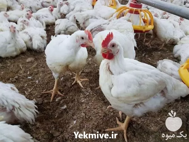 فروش کود مرغی در اصفهان در گروه خرید و فروش کود مرغی در یکمیوه -عکس1