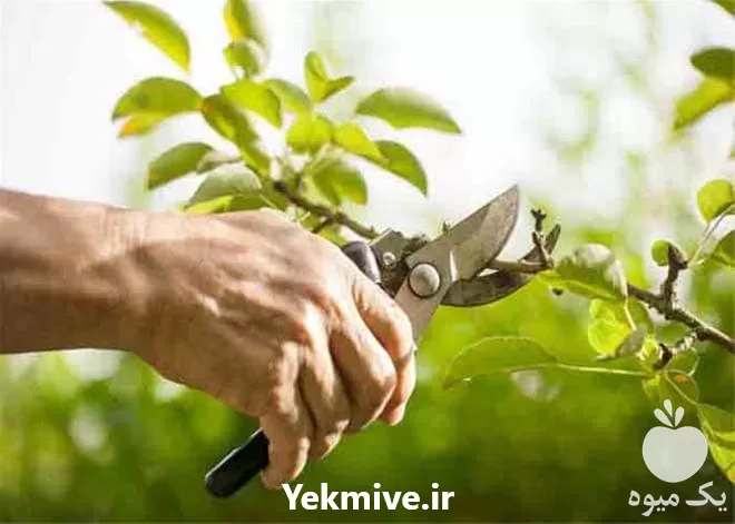 اجرای گلخانه و احیا باغات در کرج در گروه هرس کاری در یکمیوه -عکس1