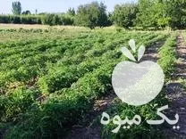 قیمت خرید لوبیا سبز فلفل شیرین در مهاباد در گروه خرید و فروش فلفل در یکمیوه -عکس1