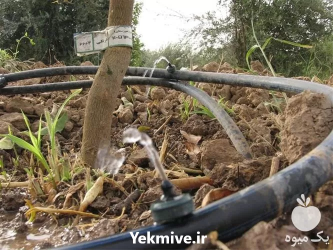 قیمت خرید آبیاری قطره ای لوازم در ساری در گروه خرید و فروش دستگاه آبیاری در یکمیوه -عکس1