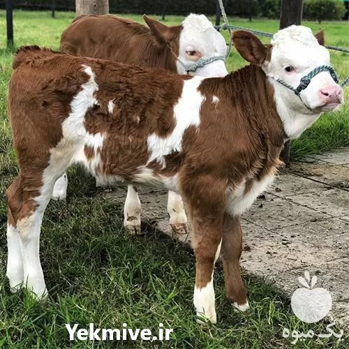 قیمت خرید ویژه گوساله سیمینتال هلشتاین در گروه گاو و گوسفند و میش و بز کهره گوساله در یکمیوه -عکس1