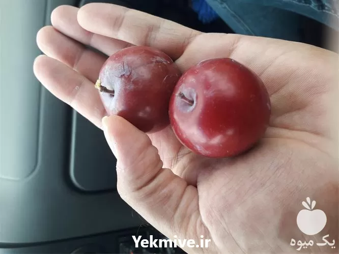 قیمت خرید عرضه نهال آلو قرمز در ساری در گروه خرید و فروش نهال در یکمیوه -عکس1