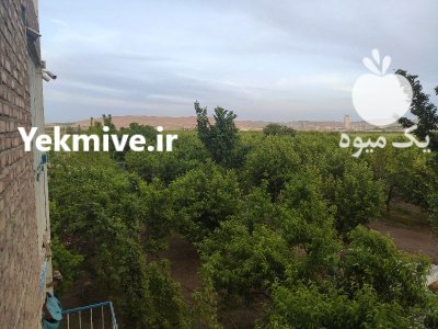 اجاره ی باغ میوه در گروه اجاره باغ میوه در یکمیوه -عکس2
