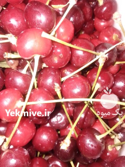 آلبالو رسمی درجه یک لواسون در گروه خرید و فروش آلبالو در یکمیوه -عکس1