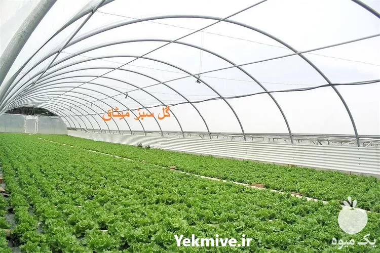 ساخت گلخانه تونلی در تهران در گروه سازنده در یکمیوه -عکس1