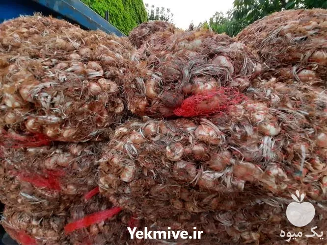 قیمت خرید فوق العاده پیاز زعفران در کرج در گروه خرید و فروش زعفران در یکمیوه -عکس1