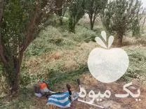 علف زنی باغ بانی در گروه خدمات باغبانی در یکمیوه -عکس1