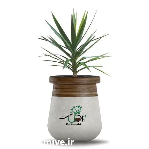 قیمت خرید عمده گیاه یوکا معمولی در تبریز در گروه خرید و فروش گیاهان زینتی در یکمیوه -عکس1