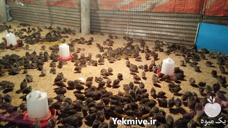 فروش آموزش پرورش بلدرچین در کرج در گروه دوره آموزش کشاورزی در یکمیوه -عکس1