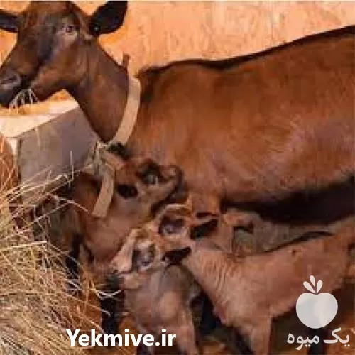 قیمت خرید بزغاله آلپاین در اصفهان در گروه گاو و گوسفند و میش و بز کهره گوساله در یکمیوه -عکس1