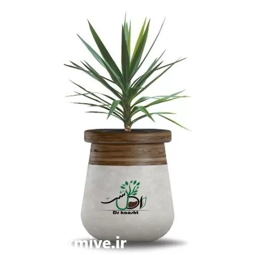 قیمت خرید عمده گیاه یوکا معمولی در ساری در گروه خرید و فروش گیاهان زینتی در یکمیوه -عکس1