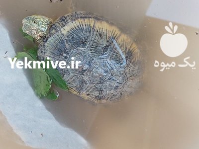 لاک پشت زیبا و کوچک در تیران در گروه حیوانات خانگی در یکمیوه -عکس1