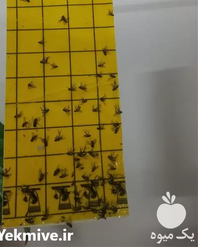 قیمت خرید چسب حشرات مبارزه در مشهد در گروه خرید و فروش انواع سم در یکمیوه -عکس1