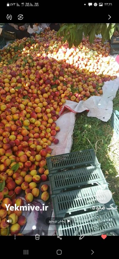 آلو شیلیل سیب شکی در اصلاندوز در گروه خرید و فروش سیب در یکمیوه -عکس1