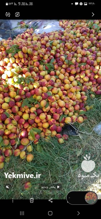 آلو شیلیل سیب شکی در اصلاندوز در گروه خرید و فروش سیب در یکمیوه -عکس2