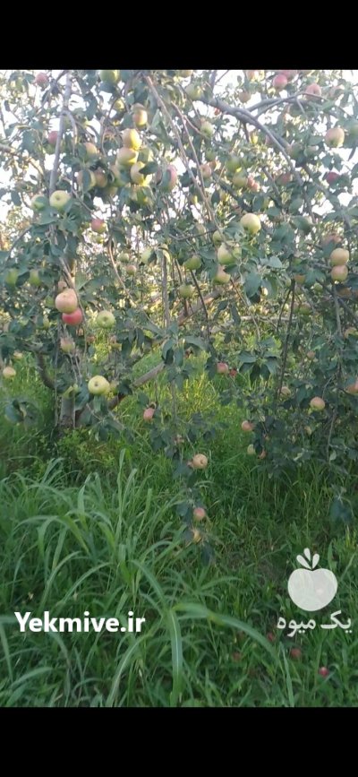 آلو شیلیل سیب شکی در اصلاندوز در گروه خرید و فروش سیب در یکمیوه -عکس4