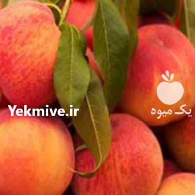 صادرات میوه به کشور عراق در ساری در گروه خرید و فروش شلیل در یکمیوه -عکس1