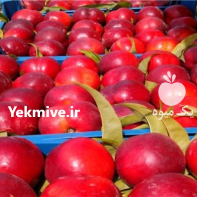 صادرات میوه به کشور عراق در ساری در گروه خرید و فروش شلیل در یکمیوه -عکس2