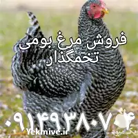 فروش مرغ تخم گذار جهادی در ارومیه در گروه مرغ و خروس و بوقلمون و اردک قو قاز در یکمیوه