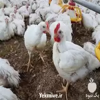 فروش کود مرغی در اصفهان در گروه خرید و فروش کود مرغی در یکمیوه