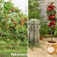 خرید و فروش نهال زودبازده میوه در تهران در گروه خرید و فروش نهال میوه در یکمیوه