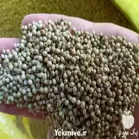 قیمت خرید بذر گشنیز یا تخم در همدان در گروه خرید و فروش گیاهان دارویی در یکمیوه