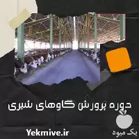 فروش دوره پرورش گاو شیری در گروه تجهیزات دامداری در یکمیوه