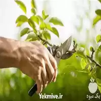 اجرای گلخانه و احیا باغات در کرج در گروه هرس کاری در یکمیوه