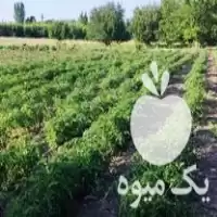 قیمت خرید لوبیا سبز فلفل شیرین در مهاباد در گروه خرید و فروش فلفل در یکمیوه