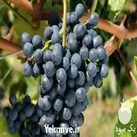 قیمت خرید قیمت نهال انگور رویال در مشهد در گروه خرید و فروش نهال انگور در یکمیوه