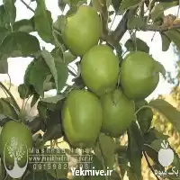 فروش نهال سیب گرین اسمیت در مشهد در گروه خرید و فروش نهال میوه در یکمیوه