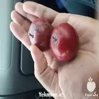 قیمت خرید عرضه نهال آلو قرمز در ساری در گروه خرید و فروش نهال در یکمیوه
