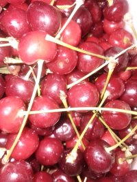 آلبالو رسمی درجه یک لواسون در گروه خرید و فروش آلبالو در یکمیوه