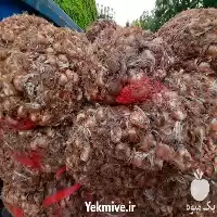 قیمت خرید فوق العاده پیاز زعفران در کرج در گروه خرید و فروش زعفران در یکمیوه