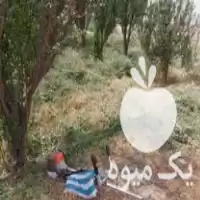 علف زنی باغ بانی در گروه خدمات باغبانی در یکمیوه